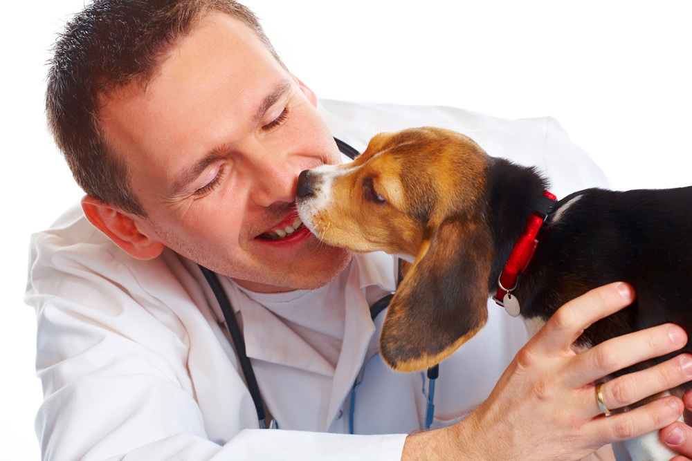 Brandywine Veterinary Hospital | Veterinarian in Chadds Ford, PA