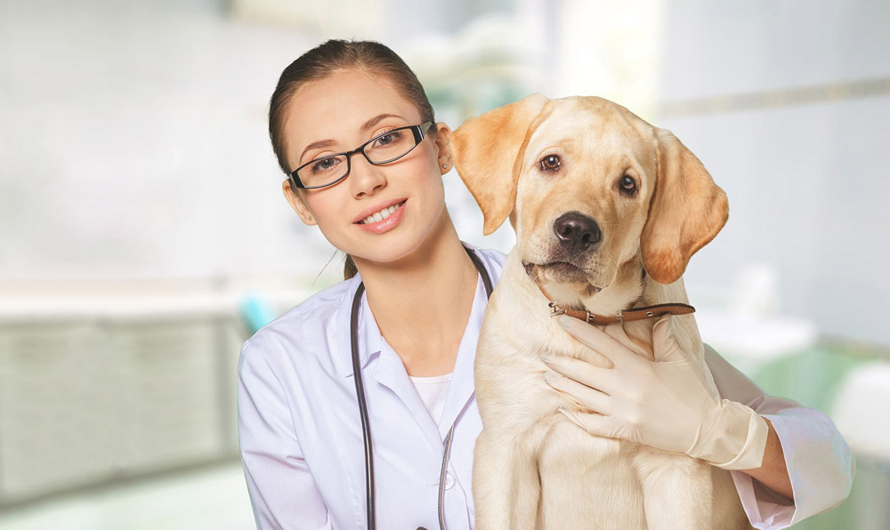 Brandywine Veterinary Hospital | Veterinarian in Chadds Ford, PA